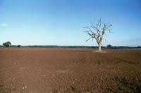 Whitegate Lodge field nr Hatfield, Herts, (2000) (© HCC Landscape)