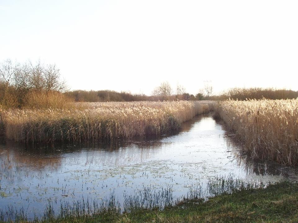 Seminatural Fen Habitat At Fowlmere Fen Cambridgeshire Landscape East seminatural-fen-habitat-at-fowlmere-fen-cambridgeshire-landscape-east