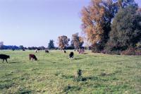 Lowland Village Farmlands + Field, Astrope, Hertfordshire (© HCC Landscape)