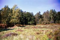 Wooded Hills and Ridges - Bricket Wood Common, Hertfordshire (© HCC Landscape)